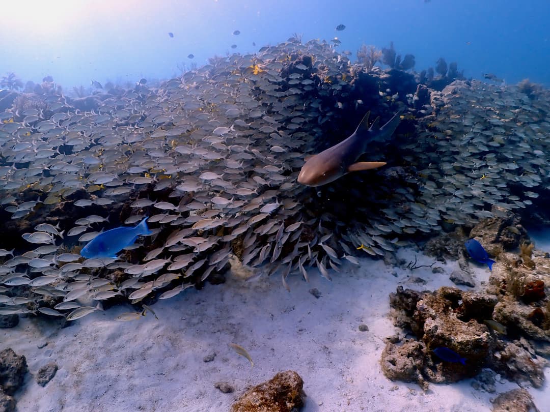 Molasses Reef