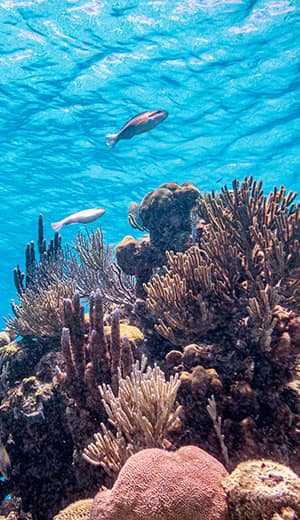 Snorkelers exploring coral reefs in the Florida Keys